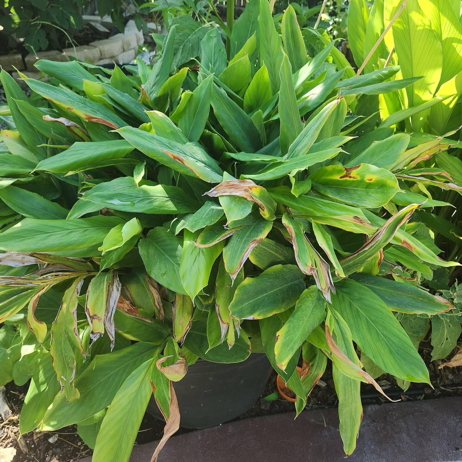 Cardamom plant growing in the shade