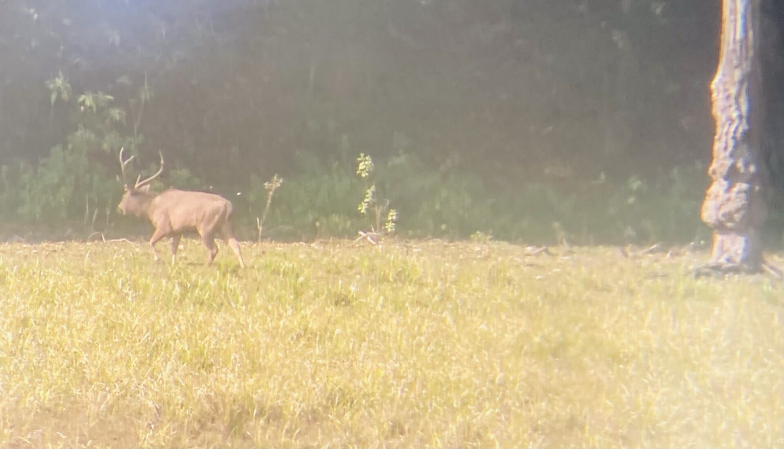 Deer grazing in Periyar