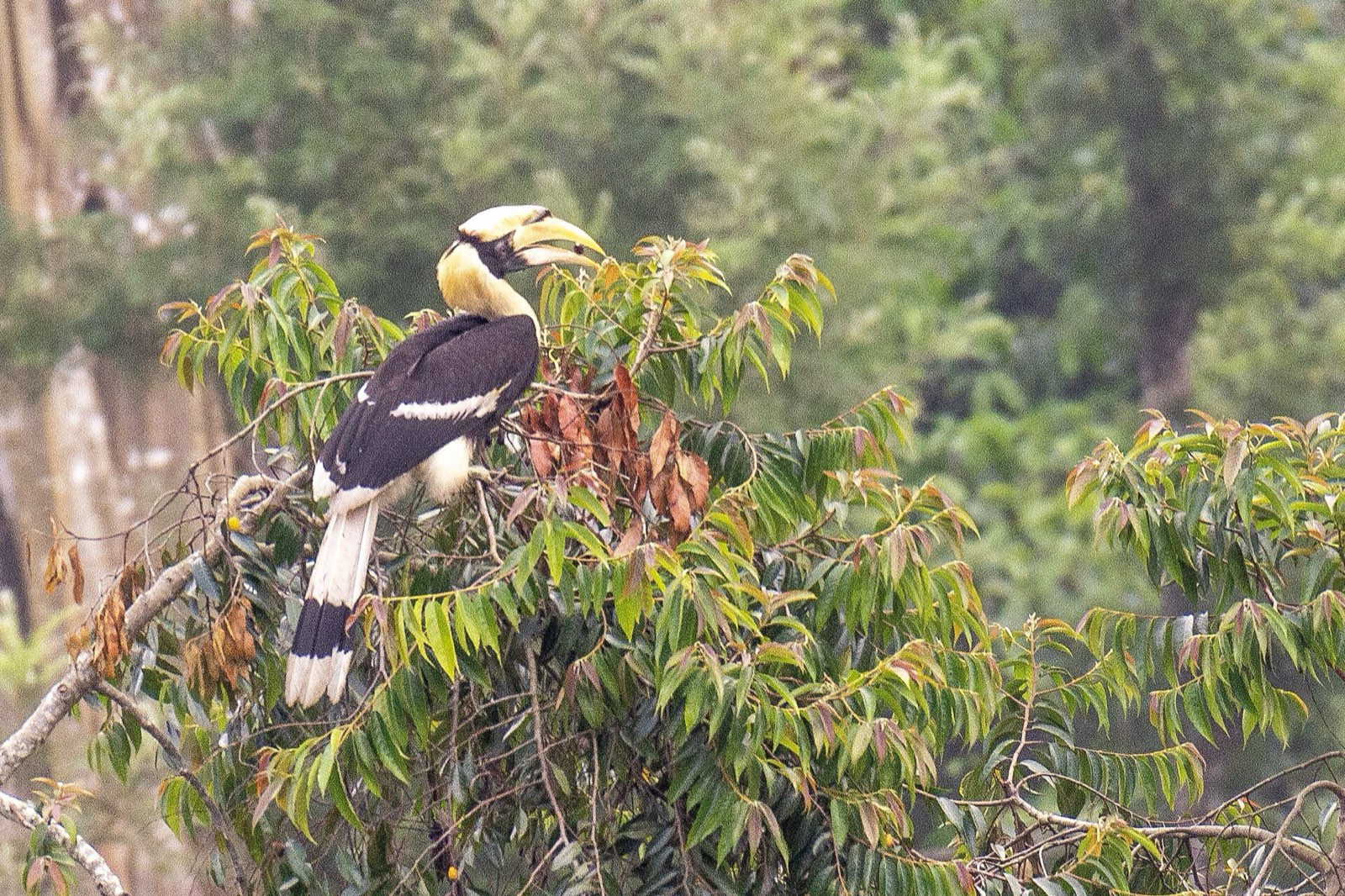 Great Indian hornbill