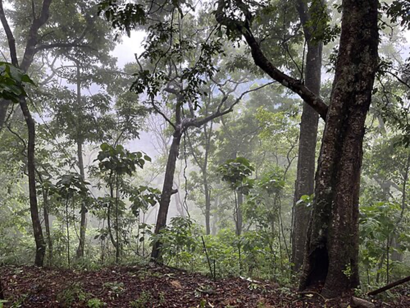 Misty forest in the Periyar hills