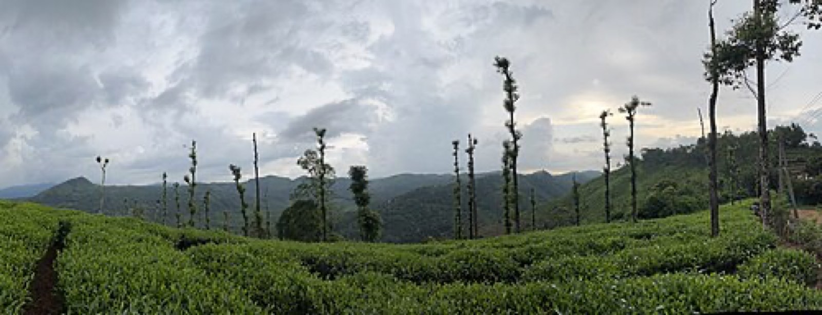 Tea estate with silver oak trees