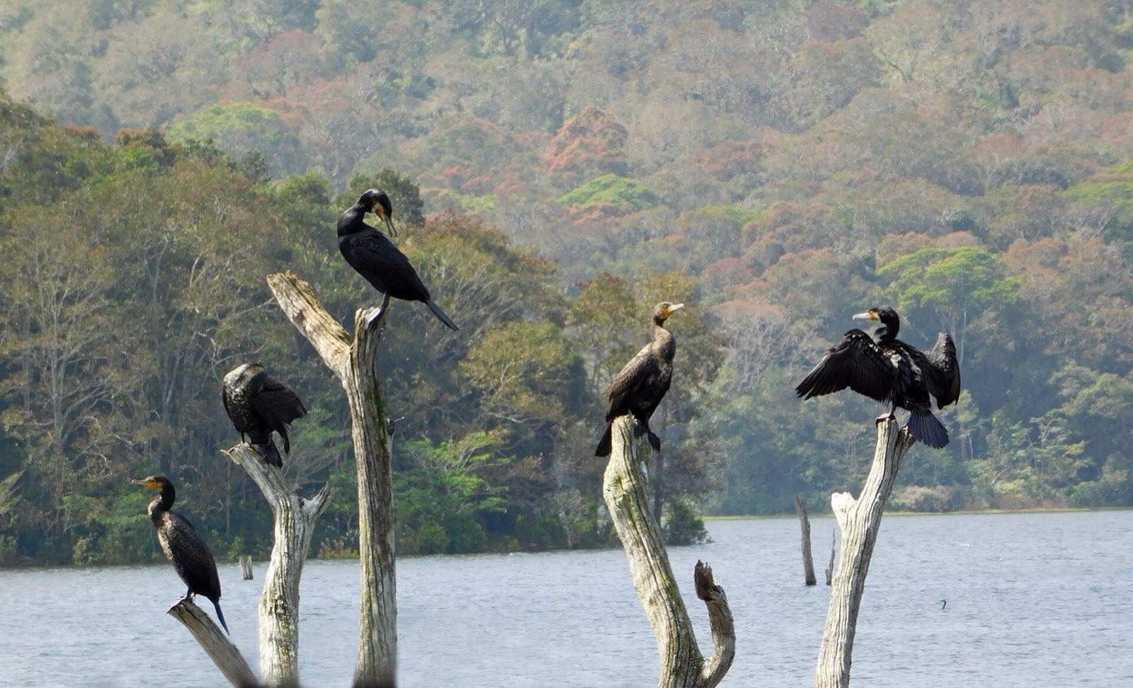 Cormorants perched on dead trees in Periyar lake
